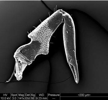 Media type: image;   Invertebrate Zoology 134641